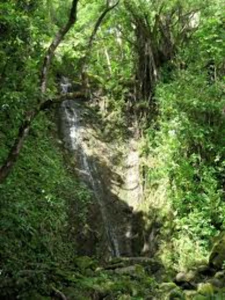 Lyon Arboretum and Manoa Falls  Trip Packages